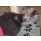 Europäische Kurzhaarkatze - Katze