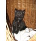 Europäische Kurzhaarkatze - Katze