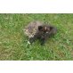 Europäische Kurzhaarkatze - Katze