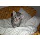 Europäische Kurzhaarkatze - Katze