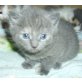 Europäische Kurzhaarkatze - Katze