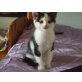 Europäische Kurzhaarkatze - Katze