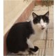 Europäische Kurzhaarkatze - Katze