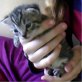 Europäische Kurzhaarkatze - Katze