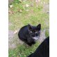 Europäische Kurzhaarkatze - Katze