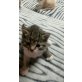 Europäische Kurzhaarkatze - Katze