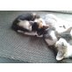 Europäische Kurzhaarkatze - Katze