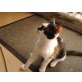 Europäische Kurzhaarkatze - Katze