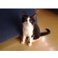 Europäische Kurzhaarkatze - Katze