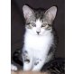 Europäische Kurzhaarkatze - Katze