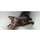 Europäische Kurzhaarkatze - Katze