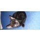 Europäische Kurzhaarkatze - Katze