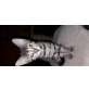 Europäische Kurzhaarkatze - Katze
