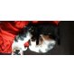 Europäische Kurzhaarkatze - Katze