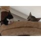 Europäische Kurzhaarkatze - Katze