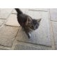 Europäische Kurzhaarkatze - Katze