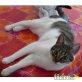 Europäische Kurzhaarkatze - Katze