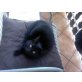 Europäische Kurzhaarkatze - Katze