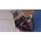 Europäische Kurzhaarkatze - Katze