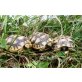 Europäische Landschildkröten