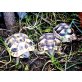 Europäische Landschildkröten - weiblich