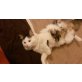 Europäische Langhaar Kater - Kater