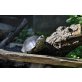 Europäische Sumpfschildkröte