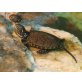 Europäische Sumpfschildkröte