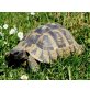 Europäische Sumpfschildkröte