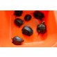 Europäische Sumpfschildkröte