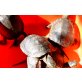 Europäische Sumpfschildkröte