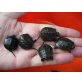 Europäische Sumpfschildkröte