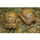 Europäische Sumpfschildkröte - männlich