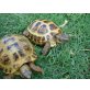 Europäische Sumpfschildkröte - männlich