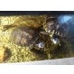 Europäische Sumpfschildkröte - weiblich