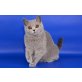 Eva, Britisch Kurzhaarkatze - Katze
