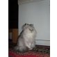 Eva, Perser - Katze