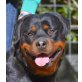 Eva, Rottweiler - Hündin