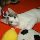 Evax, Europäische Kurzhaarkatze - Katze