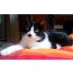 Evchen, verspieltes schwarz-weißes Katzenmädchen - Katze