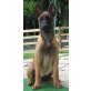 Eve, Malinois Welpen - Hündin