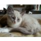 Eve, Ragdoll - Katze