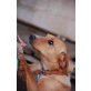 Evelyn, Labrador - Mix - Hündin