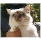 Everest, Heilige Birma - Kater