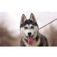 Everest, Huskymischung EVEREST Welpen - Hündin