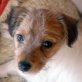 Evi, Parson Jack Russel Mix Welpen - Hündin