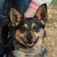 Evi, Welsh Corgi Mix - Hündin