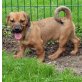 Evi kleine Mischlingswelpin sucht...., Mischlingswelpin Welpen - Hündin