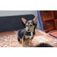 Evicka, Terrier - Hündin
