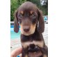 Evie, Mischling Welpen - Hündin